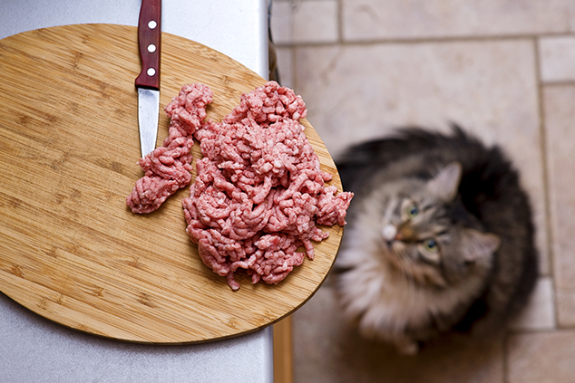 How To Transition Your Dog Or Cat Blog