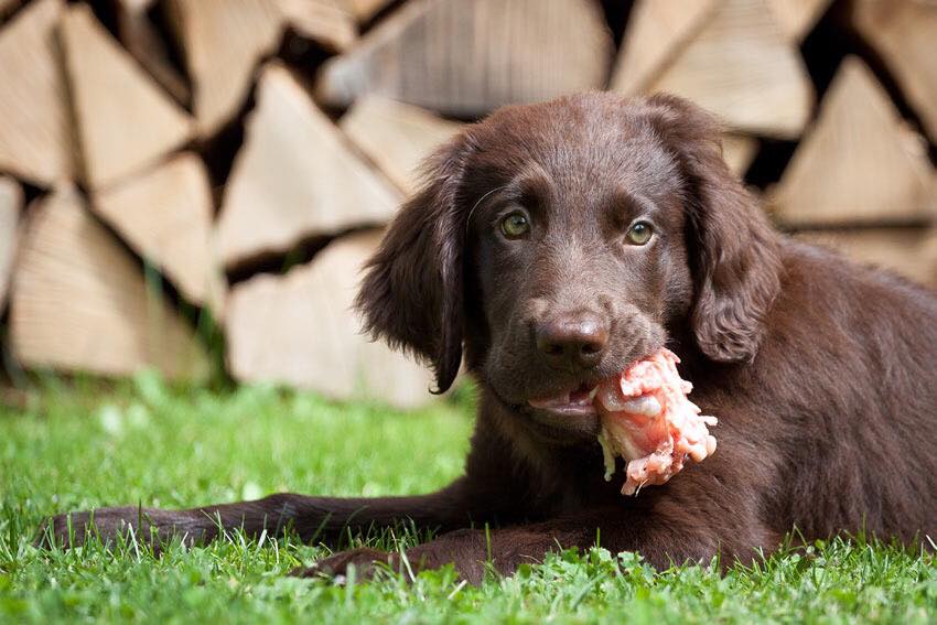 Pic Blog Dog
